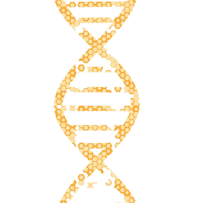 Honey DNA Helix Honeycomb