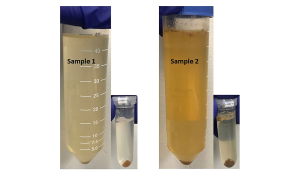 Centrifuged honey sample showing the amount of pollen pellet obtained from 30 g honey sample.